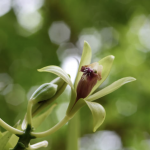 100% Vanilla Planifolia. 80% of the world's vanilla is derived from this species.